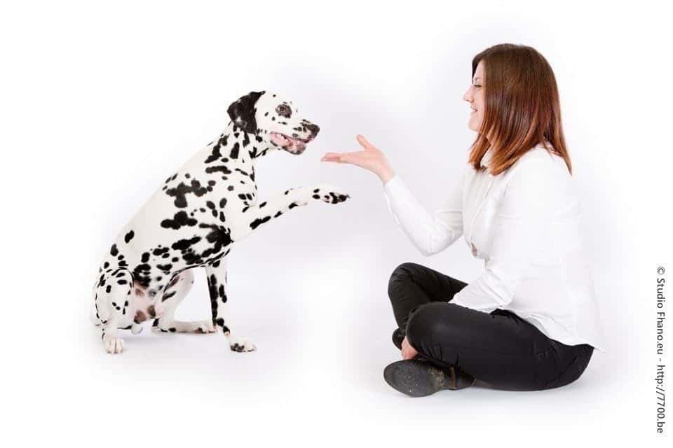 Photo animal de compagnie chien au studio 7700.BE